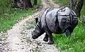 Panzernashorn