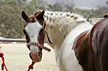 11 Cavalo (Pferd) 41-42-43-44