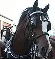 Buxton-Kandare
