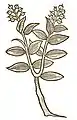 Hortus sanitatis 1491