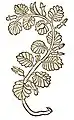Hortus sanitatis 1491