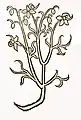 Hortus sanitatis 1491