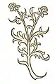 Hortus sanitatis 1491