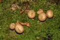 Der Waldboden mit Lycoperdon pyriforme Birnen-Stäubling