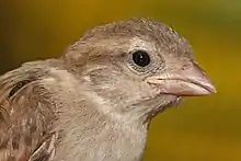 Kürzlich ausgeflogener Haussperling