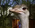 01 Avestruz (Vogel Strauß) 01-02-03-04