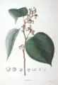 Illustration des Japanischen Rosinenbaums (Hovenia dulcis)