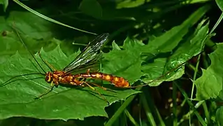 Megarhyssa vagatoria ♀