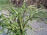 Hopfenspargel