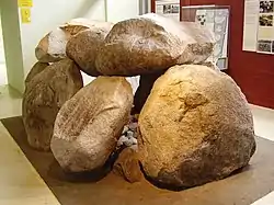 Das Großsteingrab G5 bei Heveskesklooster
