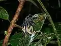 Frosch