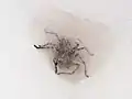 Weibliche Riesenkrabbenspinne in ihrem Brutgespinst