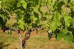 Seyval Blanc