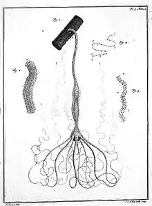 Süßwasserpolyp