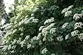 Hydrangea petiolaris, typische Blütenstände