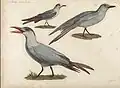 Larus dobrignyi