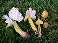 Grünlichgelber Saftling Hygrocybe citrinovirens