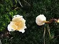 Weißblättriger Afterleistling (Hygrophoropsis aurantiaca f.&nbsp;albida)