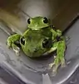 Dryophytes gratiosus in Amplexus