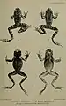 Hylarana latouchii illustriert von Joseph Smit (1836–1929) als Teil der Erstbeschreibung (Figur 1)