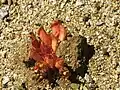 Hyobanche sanguinea, Goegap N.R., Namaqualand, nördliches Kap, Südafrika