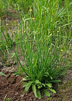 Kahles Ferkelkraut (Hypochaeris glabra)