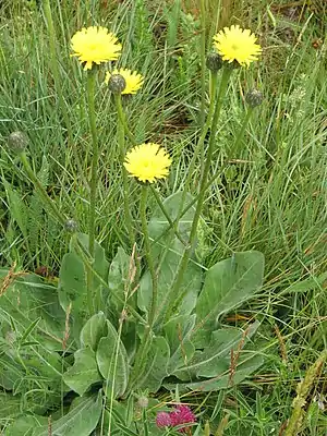 Geflecktes Ferkelkraut (Hypochaeris maculata)