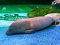 Afrikanischer Manati (Trichechus senegalensis)