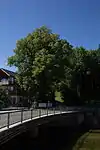 Winterlinden bei HNr.&nbsp;16