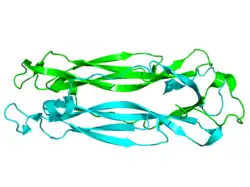 Interleukin-17F