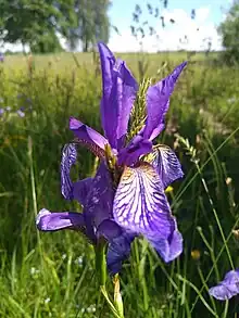 Sibirische Schwertlilie