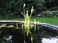 Teichfolie in einem kleinen Gartenteich. Üblicherweise wird vermieden, dass Folie sichtbar bleibt. Teichufer sollten so gestaltet sein, dass hineingefallene Tiere (Igel etc.) ihn gefahrlos verlassen können.