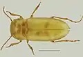 Iberoporus pluto