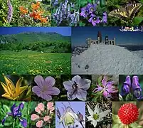 Flora