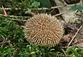 Igel-StäublingLycoperdon echinatum