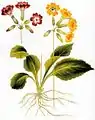 Hohe SchlüsselblumeIcones Plantarum Medico-Oeconomico-Technologicarum