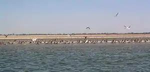 Die île des oiseaux („Insel der Vögel“) im Saloum-Nationalpark