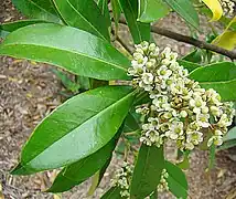 Mate-Strauch