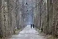 Die „Große Allee“ (Velika aleja) vom Kurpark zu den Quellen der Bosna