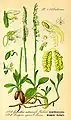 Spiranthes spiralis (links)Illustration in:Otto Wilhelm Thomé: Flora von Deutschland, Österreich und der Schweiz, Gera (1885)