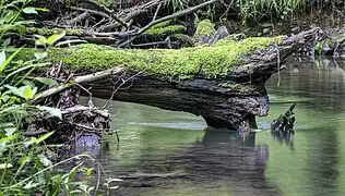 Im Eifgenbachtal