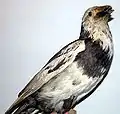 Präparat eines Weißbunten Raben, geschossen auf den Färöern am 24.&nbsp;September 1869. Zoologisches Museum Kopenhagen