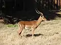 Schwarzfersenantilope (Aepyceros melampus)