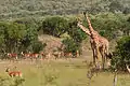 Massaigiraffen und Impalas