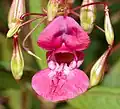 Nahaufnahme einer Blüte von vorn mit Ober- und Unterlippe