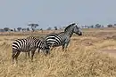 Zebras in der Serengeti