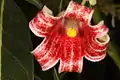 Männliche Blüte