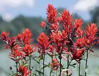 Castilleja linariaefolia