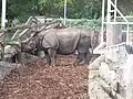 Panzernashorn