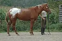 Schabrackentiger